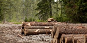 sumava_kosaphoto